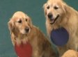 Puppies Explain Science (VIDEO)