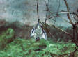 Bats: The New Canary in the Coal Mine?