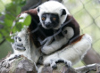 Who's Eating Madagascar's Lemurs?