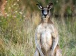 Kangaroo Tries To Drown Dog, Attacks Owner