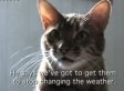 Cats Against Climate Change (VIDEO)