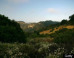 Topanga