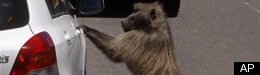 Baboons Rob South African Tourists, Steal Food