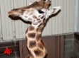 Amali, 5-Year-Old Giraffe, Arrives At Tulsa Zoo With Crooked Neck (VIDEO)