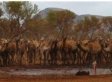 Australian Camels To Be Shot After Invading Town
