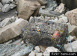 'Ghost' Lobster Traps: A New Hazard?