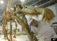 Dinosaur Skeleton Auction Could Approach $750,000 (VIDEO)