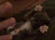 The Cutest Video Of All Time. Period.