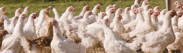 Kathy Freston: Top 10 (Recent) Developments On Factory Farming And Vegetarianism