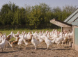 Top 10 (Recent) Developments On Factory Farming And Vegetarianism