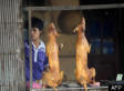 Asia's Dog Meat Trade: A Look Inside A Seedy World