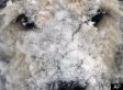 Dogs Playing In Snow: Winter's Cutest Canines (VOTE)