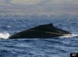 Young Humpback Whale Tangled In Rope Off Hawaii
