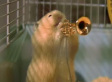 Hamster Jazz Band: Mini Musicians 'Play' Up A Storm (VIDEO)