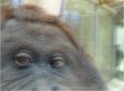 Ashton Of Apes: Savvy Orangutan Snaps Photos, Puts Them On Facebook