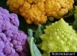 Winter Veggies At The Farmers Market (PHOTOS)