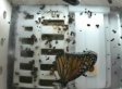 Butterflies In Space Station: Butterflies Attempt To Fly In Space And Fail (VIDEO)