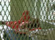 Law School Study Finds Evidence Of Cover-Up After Three Alleged Suicides At Guantanamo In 2006