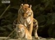 Tigers Having Sex In The Woods (VIDEO)