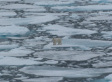 The Real Victims Of Climate Change Have No Voice In Copenhagen (PHOTOS)