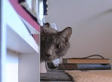 Badass Cat Stars In 