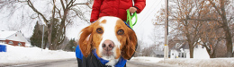 Unitasking: Walk WITH Your Dog When You Walk With Your Dog