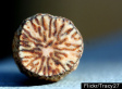 The Most Fascinating Natural Drugs You've Never Heard Of (PHOTOS)