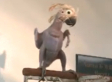 Naked Bird Dancing: No Feathers, No Problem (VIDEO)