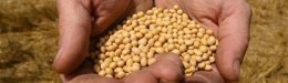 Monsanto Squeezes Out Seed Business Competition, AP Investigation Finds