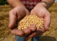 Monsanto Squeezes Out Seed Business Competition, AP Investigation Finds