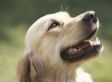 Dealing With The Death Of A Pet