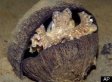 Coconut-Carrying Octopus: First Evidence Of Tool Use In Invertebrate, Researcher 'Gobsmacked' (VIDEO)