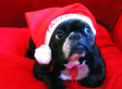 Cute Animals Dressed For Christmas (PHOTOS)