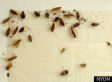 Bronx Neighborhoods Overrun By Vermin