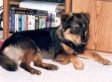 Vermont Supreme Court To Decide What A Dog's Love Is Worth