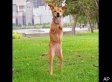 Two-Legged Dog Faith Walks Upright, Gives Hope To Disabled Army Vets (VIDEO)