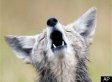 Frozen Coyote Found In Silt A Mystery To Locals