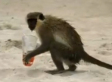 Alcoholic Monkeys: It's About Time (VIDEO)
