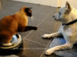 Badass Cat On Roomba Slaps Pitbull (VIDEO)
