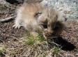 Rocky Mountain Endangered Species: 11 Plants And Animals That Have Become Endangered In The '00s (PHOTOS)
