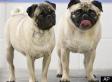 Pugs Who Ate Owner Get New Home: Police Say Dogs' Owner Committed Suicide