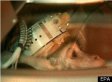 Monkey To Be Sent To Mars On Russian Space Mission