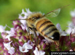 Disappearing Bees Threaten Ice Cream Industry