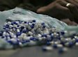 Big Pharma Deal May Be Cut Back By Last-Minute Progressive Resistance