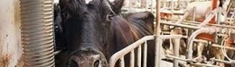 Samuel S. Epstein: American Public Health Association: Ban Genetically Engineered Hormonal rBGH Milk, Meat Adulterated With Sex Hormones