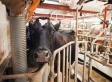 American Public Health Association: Ban Genetically Engineered Hormonal rBGH Milk, Meat Adulterated With Sex Hormones