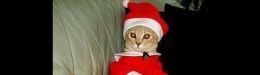 PHOTOS: The Most Adorable Animal Santa Costumes!