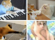 The Funniest Cats Of 2009 (VIDEOS)