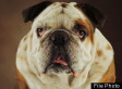 Bulldogs Attack Brandon Quann, Four Other Children