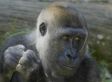Endangered Species: Nine Animals That May Not Survive The Next Decade (PHOTOS)